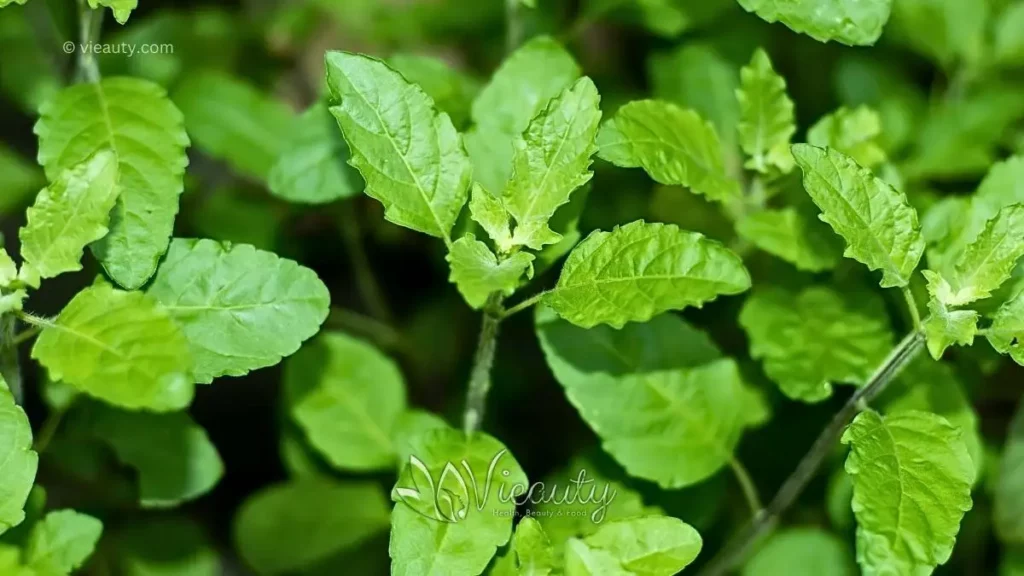 basil-how-to-cook-with-fresh-herbs