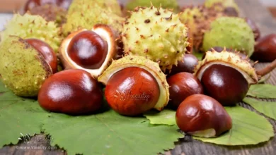 health-benefits-of-the-horse-chestnut